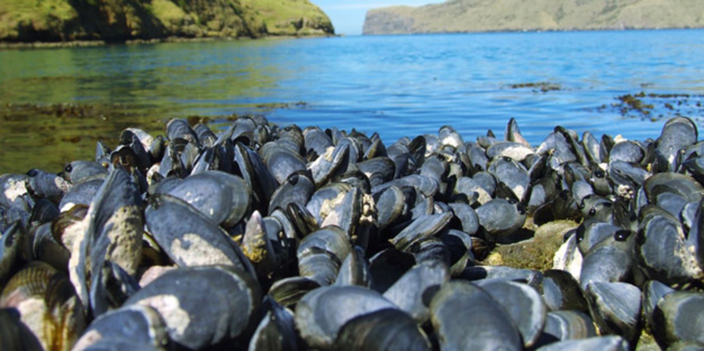 Muscheln am Strand