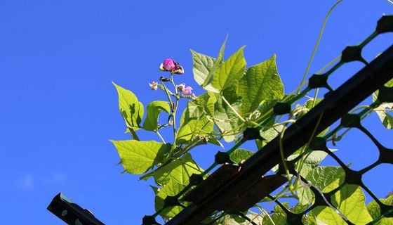 Lablab-Bohne an Spalier