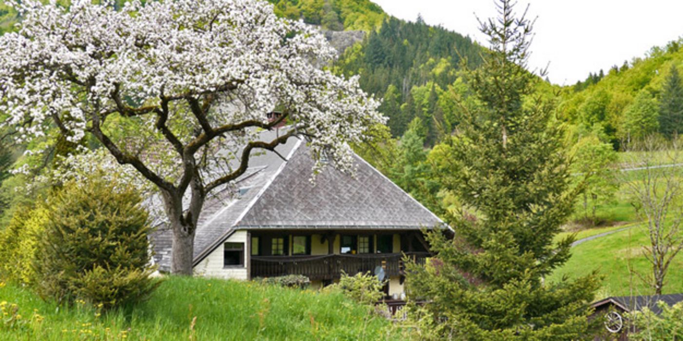 Landschaft mit blühendem Baum und Schwarzwaldhaus.