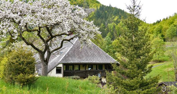 Landschaft mit blühendem Baum und Schwarzwaldhaus.