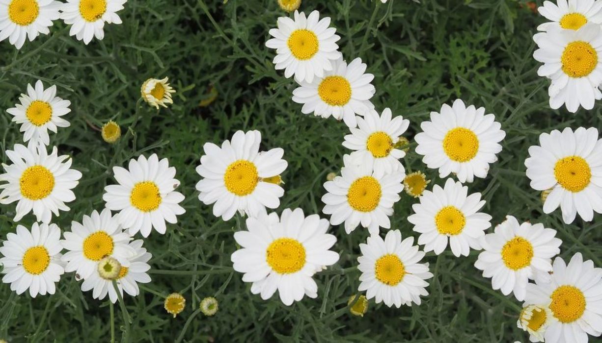 Dalmatinische Insektenblume Giftig Für Bienen www.aponet.de