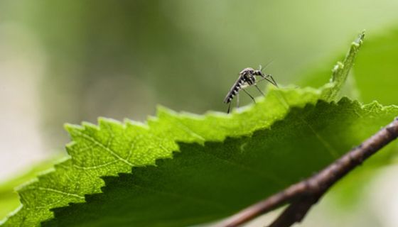 Das West-Nil-Virus könnte sich in Deutschland weiter ausbreiten.