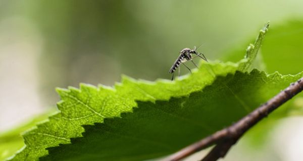 Das West-Nil-Virus könnte sich in Deutschland weiter ausbreiten.