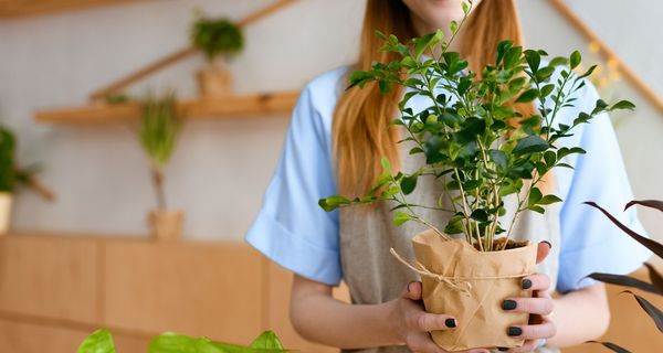 Frau, hält einen Topf mit einer Zimmerpflanze in der Hand.