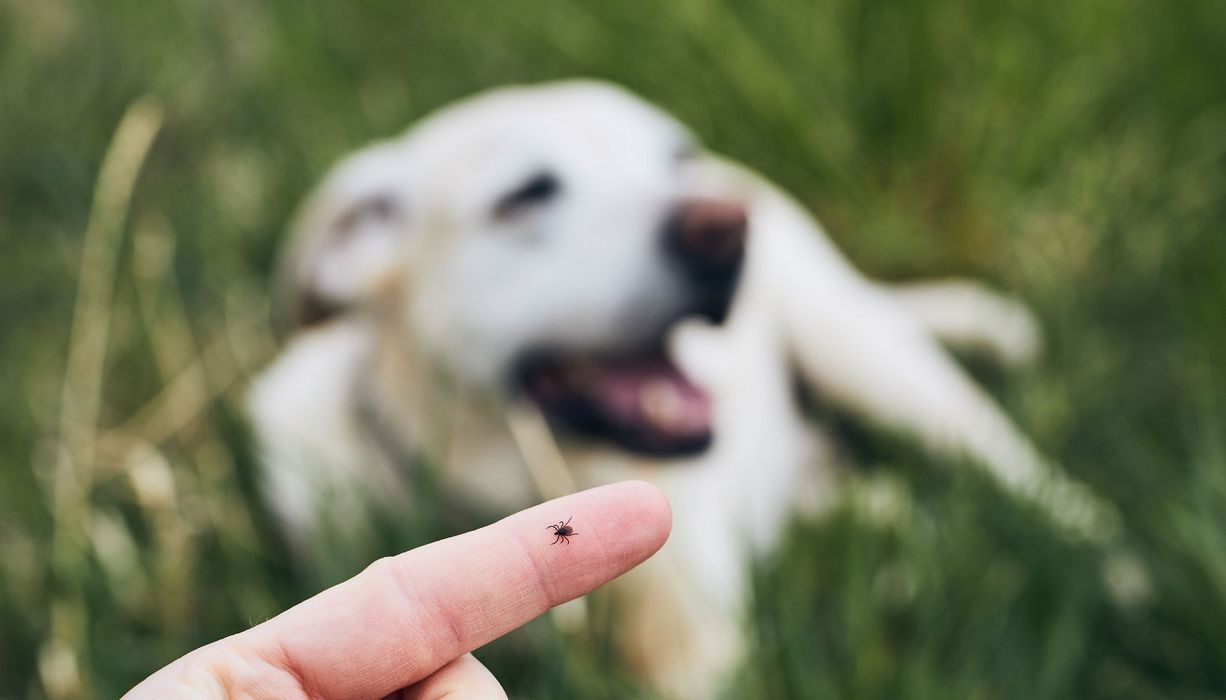 Zecke auf einem Finger.