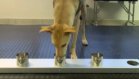 Spürhund "Kössi" bei der Arbeit mit Covid-19-Proben im Labor in Helsinki.