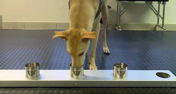 Spürhund "Kössi" bei der Arbeit mit Covid-19-Proben im Labor in Helsinki.