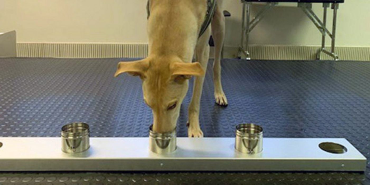 Spürhund "Kössi" bei der Arbeit mit Covid-19-Proben im Labor in Helsinki.