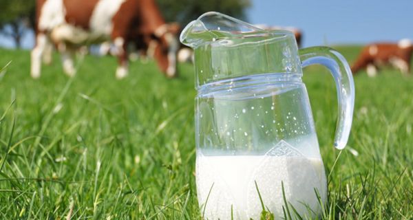 Halbgefüllte Milchkaraffe steht auf einer Kuhweide im Gras, im Hintergrund erkennt man eine Kuh