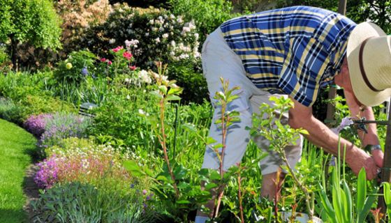 Senior im blauweißen Sommerhemd mit Strohhut gebückt bie der Gartenarbeit