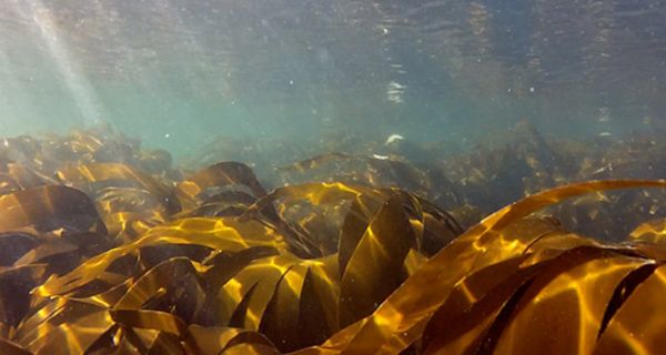 Speisefische sind mit Mikroplastik belastet.