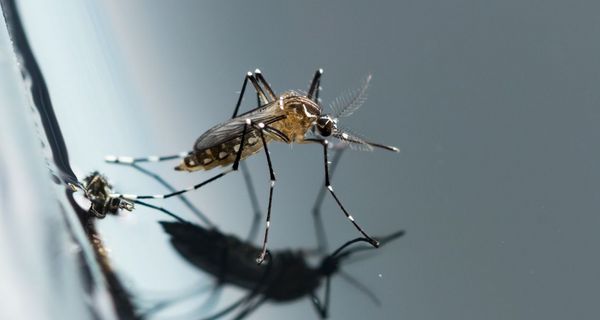 Tigermücke auf einer spiegelnden Oberfläche