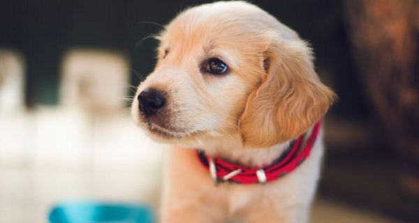 Süßstoff kann für Hunde zur tödlichen Gefahr werden.