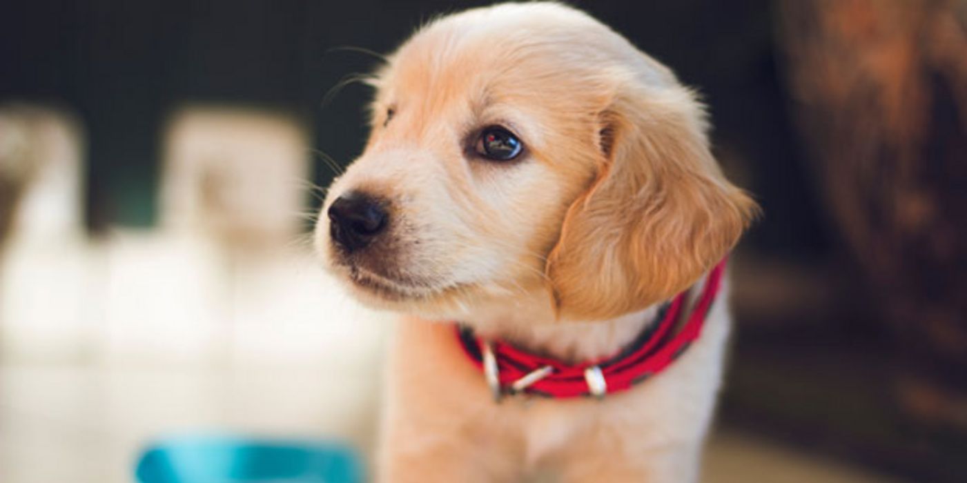 Süßstoff kann für Hunde zur tödlichen Gefahr werden.