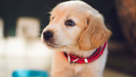 Süßstoff kann für Hunde zur tödlichen Gefahr werden.