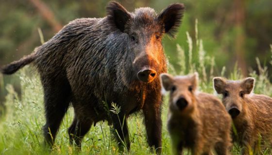 Der Erreger der Afrikanischen Schweinepest findet sich mittlerweile auch bei Wildschweinen in Deutschland.