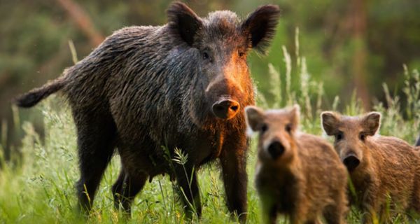 Der Erreger der Afrikanischen Schweinepest findet sich mittlerweile auch bei Wildschweinen in Deutschland.