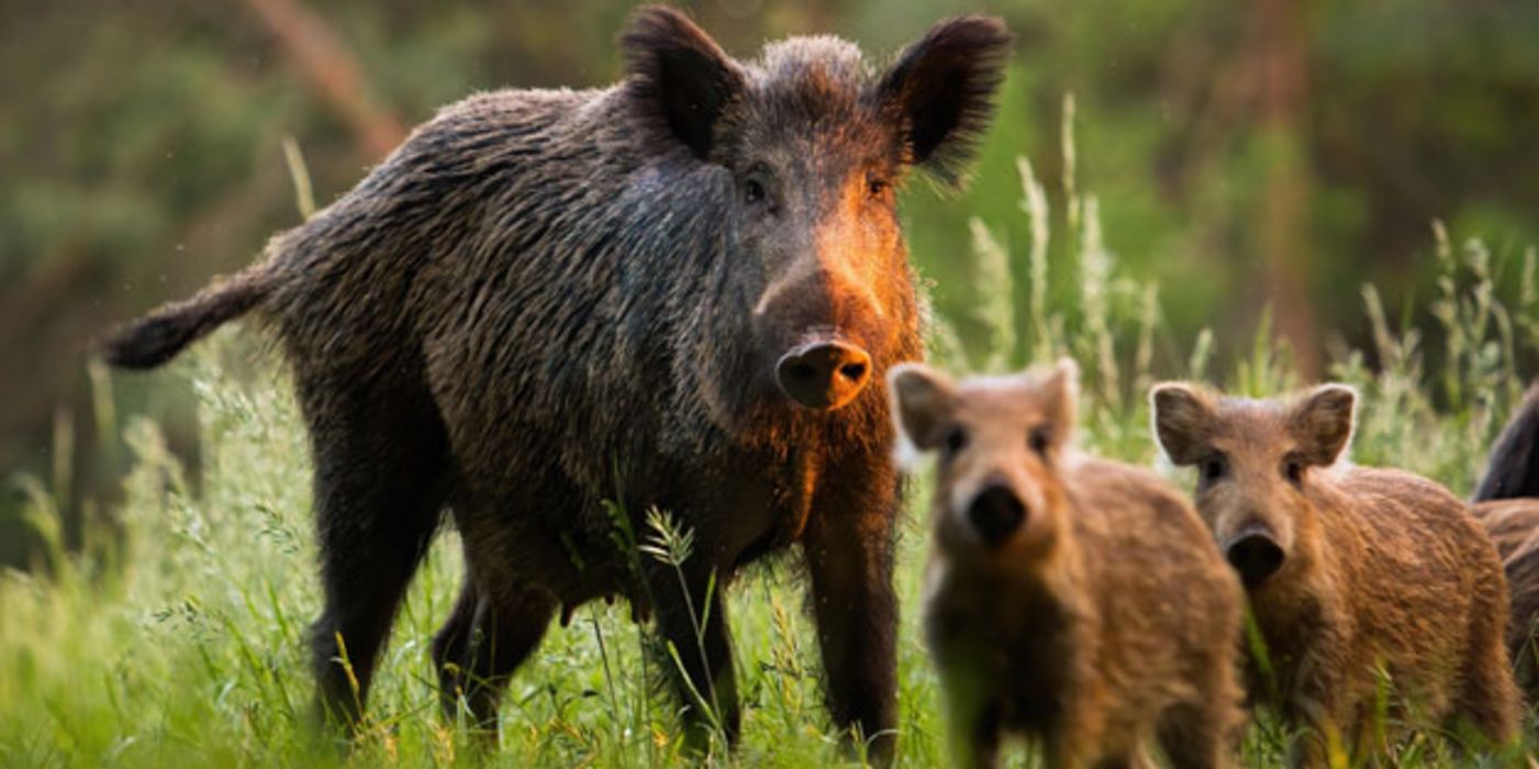 Der Erreger der Afrikanischen Schweinepest findet sich mittlerweile auch bei Wildschweinen in Deutschland.