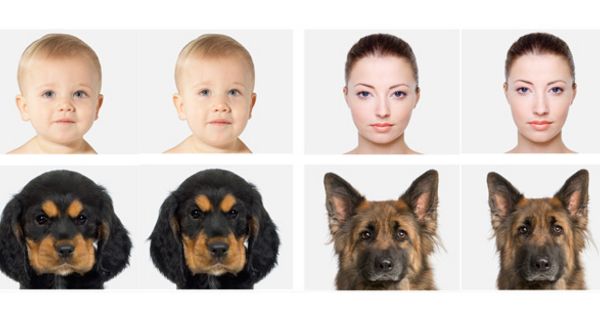 Portraitfotos eines Babys, einer jungen Frau, eines Welpen und eines ausgewachsenen Hundes