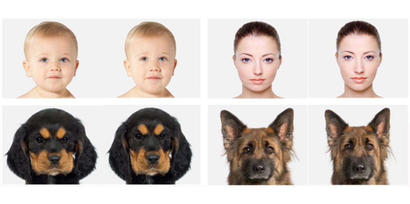 Portraitfotos eines Babys, einer jungen Frau, eines Welpen und eines ausgewachsenen Hundes