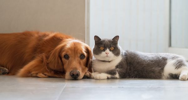 Hund und Katze, liegen gemeinsam auf dem Boden.