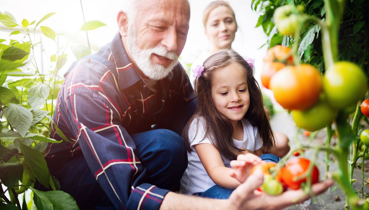 Senior, erntet mit seiner Enkelin Tomaten.