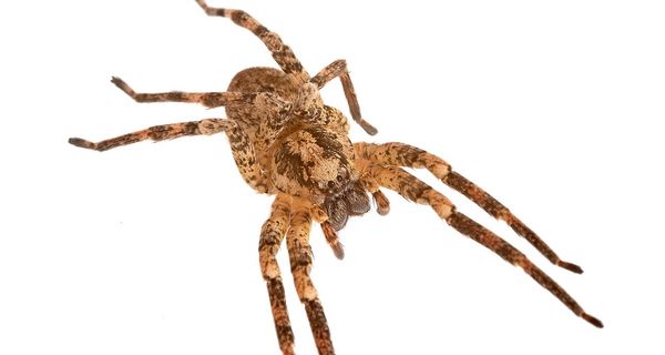 Bild einer Nosferatu-Spinne