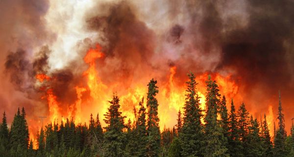 Ein Kiefernwald in Brand.