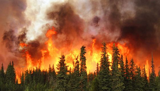 Ein Kiefernwald in Brand.