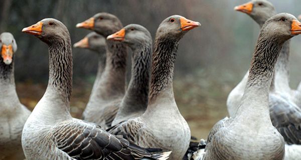 Menschen stecken sich vor allem bei Tieren mit Vogelgrippe an.