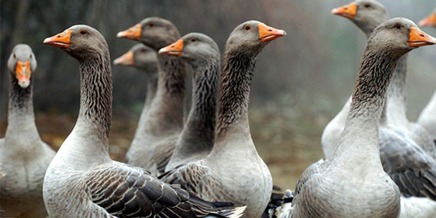 Menschen stecken sich vor allem bei Tieren mit Vogelgrippe an.