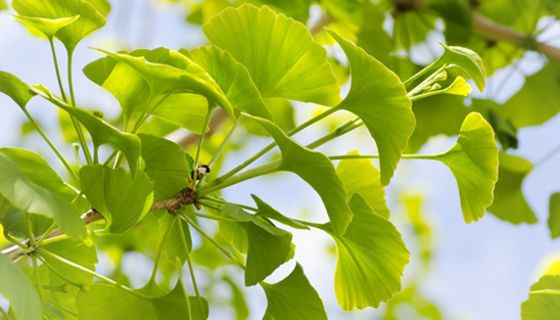 Ginkgobaum