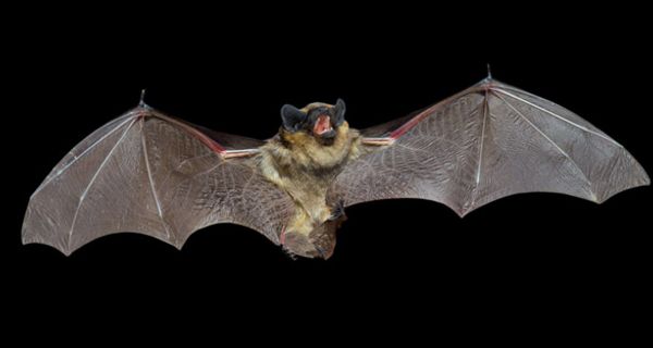 Vampirfledermaus