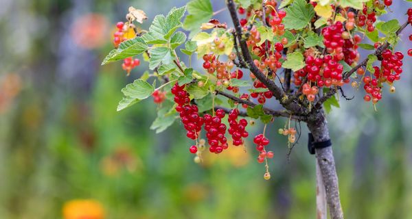 Rote Johannisbeeren am Strauch