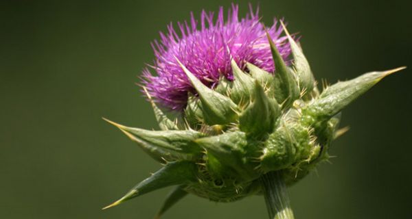 Blüte einer Mariendistel