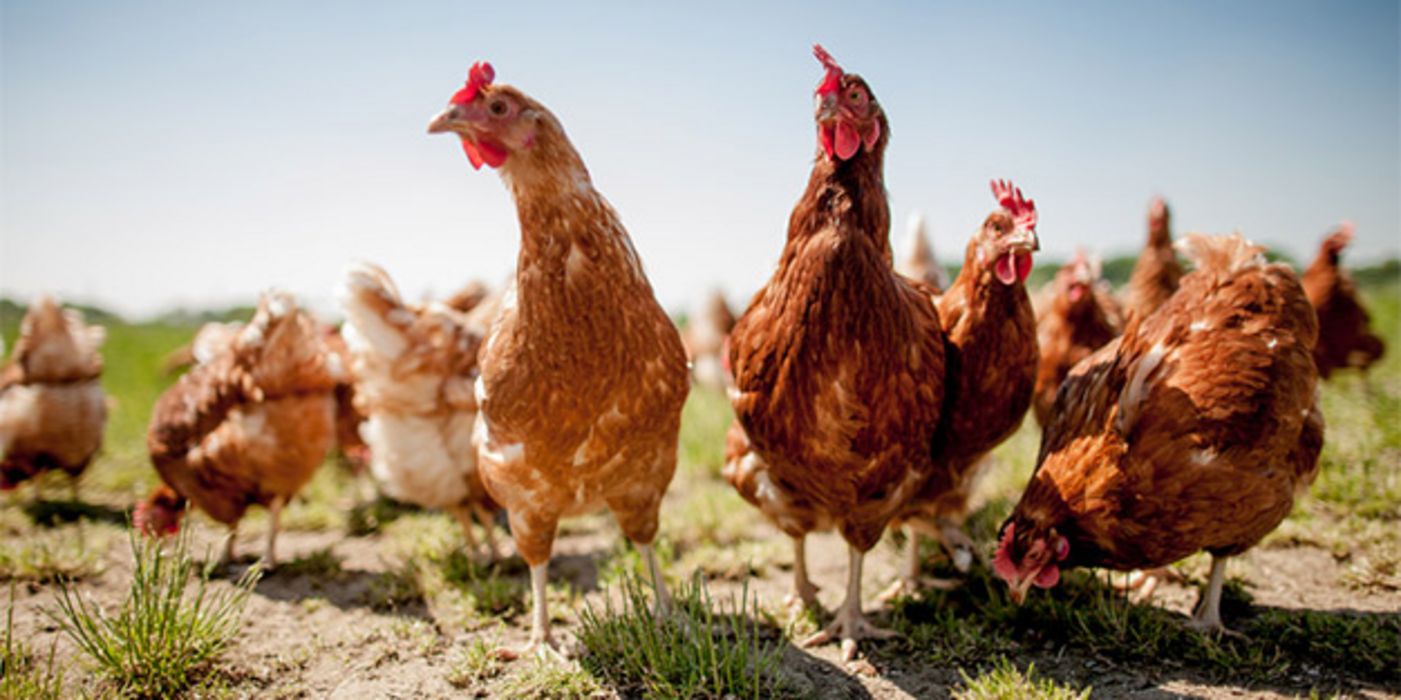 Die wichtigsten Fragen und Antworten rund um die Vogelgrippe H5N8.