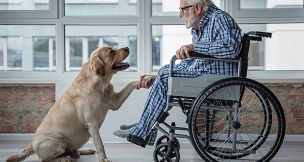 Hunde zeigen Reaktionen auf emotionale Bedrängnissituationen und wollen unterstützen.