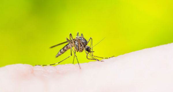 Forscher haben ein Mittel entwickelt, das Stechmücken vorgaukelt, sie seien satt.