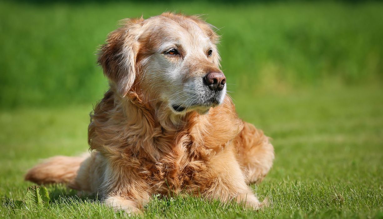 Golden Retriever.