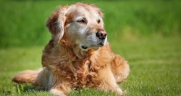 Golden Retriever.