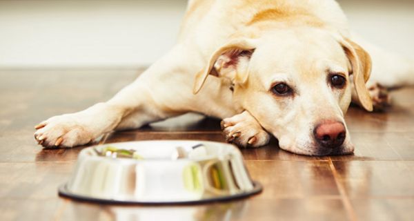 Forscher fanden in jedem zweiten untersuchten Hundefutter multiresistente Bakterien.