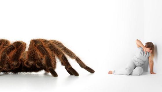Wer Angst vor Spinnen hat, schätzt die Größe der Tiere falsch ein.