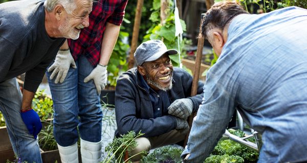 Gruppe von älteren Männern, machen zusammen Gartenarbeit. 