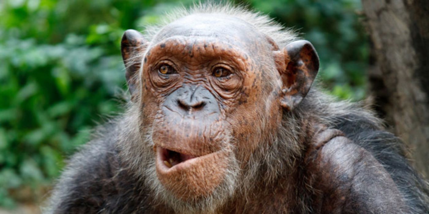 Alter, kauender Schimpanse 
