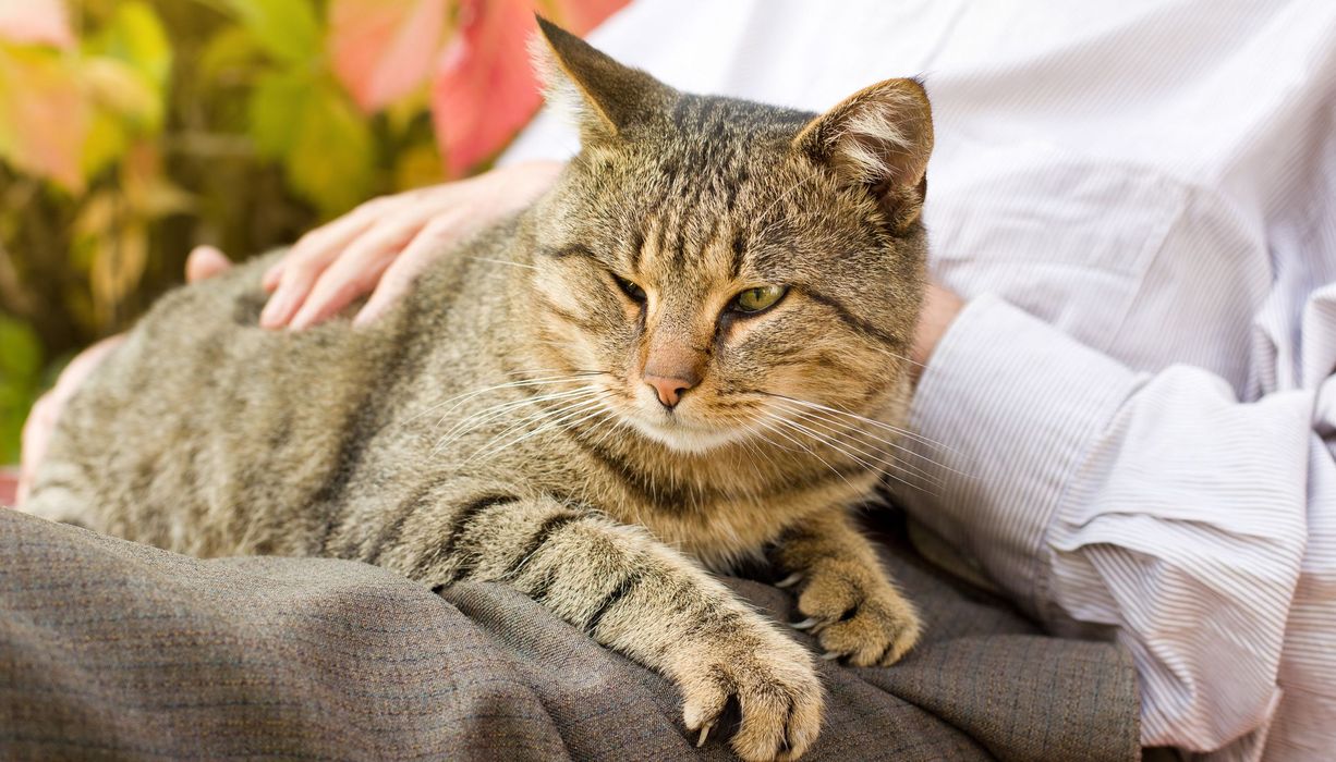 Katze liegt auf dem Schoß eines Menschen.