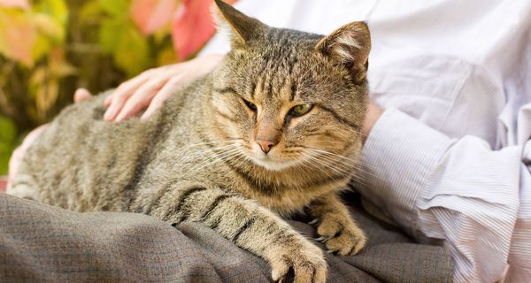 Katze liegt auf dem Schoß eines Menschen.