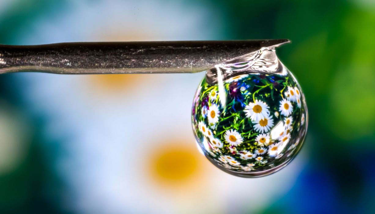 Wassertropfen mit einer Spiegelung von vielen Kamille-Pflanzen.