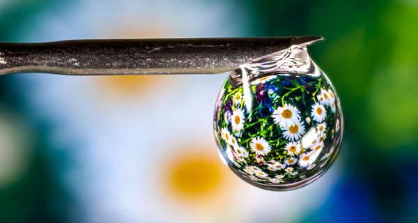 Wassertropfen mit einer Spiegelung von vielen Kamille-Pflanzen.