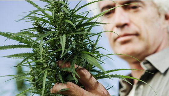Viele Cannabis-Raucher sind zwischen 50 und 65 Jahre alt.