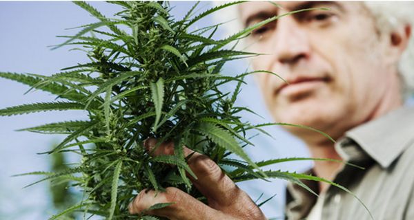 Bis zu sechs Cannabispflanzen dürfen Privatpersonen in Kalifornien seit Jahresbeginn anbauen.